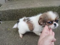 Angel, a female Pug and Shih Tzu for sale in Wartrace, TN – Photo 4 of 5