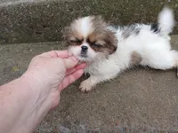 Angel, a female Pug and Shih Tzu for sale in Wartrace, TN – Photo 5 of 5