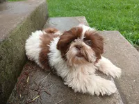 Kisses, a female Shih Tzu for sale in Wartrace, TN – 1 of 8