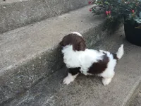 Kisses , a female Shih Tzu for sale in Wartrace, TN – 4 of 4