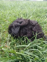 Midnight, a male Shih Tzu for sale in Wartrace, TN – Photo 4 of 5