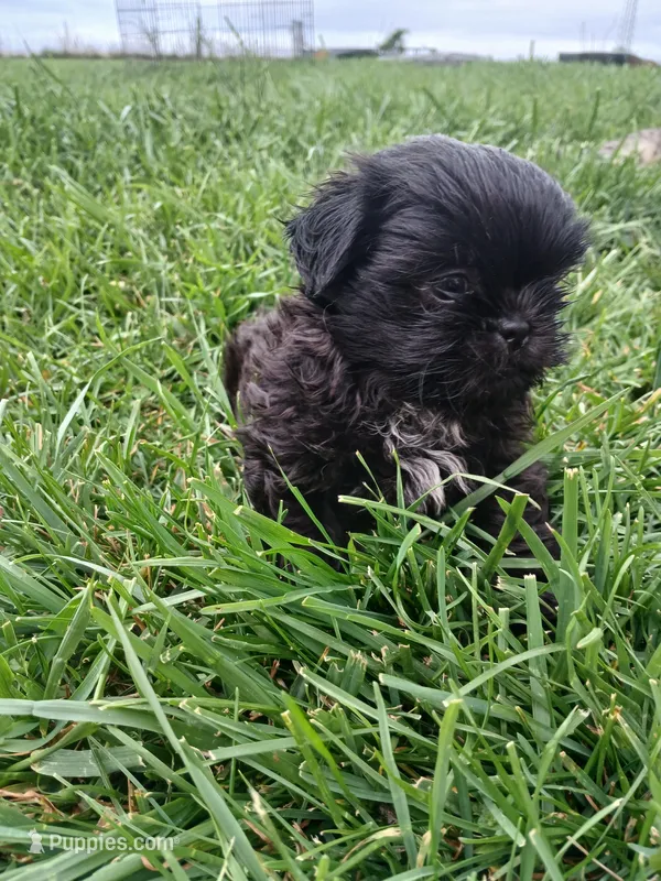 Midnight – Shih Tzu puppy for sale in Wartrace, TN