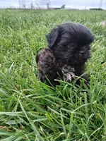 Midnight, a male Shih Tzu for sale in Wartrace, TN – Photo 1 of 5