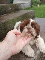 Kisses, a female Shih Tzu for sale in Wartrace, TN – 2 of 8