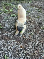 Marshall, a male Pug for sale in Wartrace, TN – 9 of 9