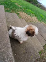 Sweet Heart, a female Shih Tzu for sale in Wartrace, TN – Photo 6 of 6