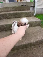 Sweet Heart, a female Shih Tzu for sale in Wartrace, TN – Photo 1 of 6