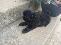 Onyx, a female Shih Tzu for sale in Wartrace, TN – 2 of 4