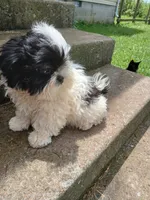Panda Bear , a male Shih Tzu for sale in Wartrace, TN – 3 of 7