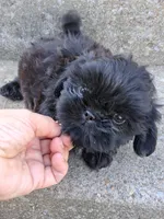 Goblin, a male Shih Tzu for sale in Wartrace, TN – 4 of 4