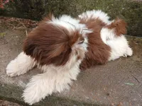 Kisses, a female Shih Tzu for sale in Wartrace, TN – 7 of 8