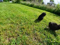 Midnight, a male Shih Tzu for sale in Wartrace, TN – 2 of 5