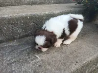 Kisses , a female Shih Tzu for sale in Wartrace, TN – 2 of 4