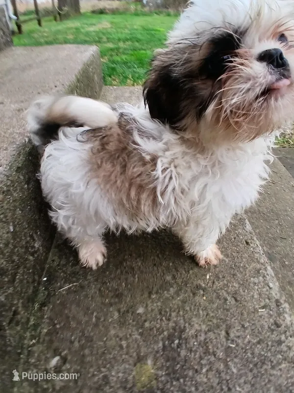 Sweet Heart – Shih Tzu puppy for sale in Wartrace, TN