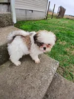 Sweet Heart, a female Shih Tzu for sale in Wartrace, TN – Photo 2 of 5