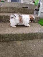 Sweet Heart, a female Shih Tzu for sale in Wartrace, TN – Photo 5 of 5