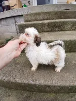 Sweet Heart, a female Shih Tzu for sale in Wartrace, TN – Photo 3 of 5