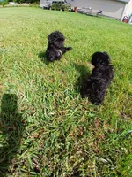 Midnight, a male Shih Tzu for sale in Wartrace, TN – 4 of 5