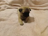 Marshall, a male Pug for sale in Wartrace, TN – Photo 2 of 4