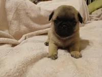 Marshall, a male Pug for sale in Wartrace, TN – Photo 1 of 4