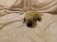 Marshall, a male Pug for sale in Wartrace, TN – Photo 3 of 4