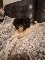 Claire, a female Shih Tzu for sale in Wartrace, TN – 2 of 5