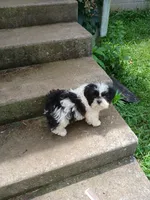 Panda Bear, a male Shih Tzu for sale in Wartrace, TN – 5 of 5