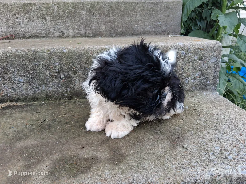 Oreo – Shih Tzu puppy for sale in Wartrace, TN
