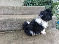 Claire, a female Shih Tzu for sale in Wartrace, TN – 3 of 3