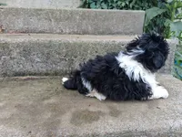 Oreo, a male Shih Tzu for sale in Wartrace, TN – 4 of 5