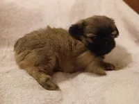 Leopold , a male Shih Tzu for sale in Wartrace, TN – Photo 4 of 4