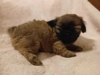 Leopold , a male Shih Tzu for sale in Wartrace, TN – Photo 3 of 4