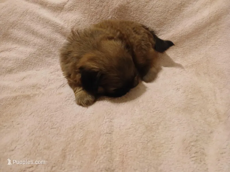 Leopold  – Shih Tzu puppy for sale in Wartrace, TN