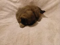 Leopold , a male Shih Tzu for sale in Wartrace, TN – Photo 1 of 4