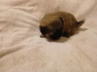 Leopold , a male Shih Tzu for sale in Wartrace, TN – Photo 2 of 4