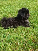 Midnight, a male Shih Tzu for sale in Wartrace, TN – 3 of 5