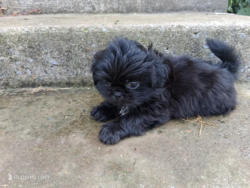 Ebony  – Shih Tzu puppy for sale in Wartrace, TN