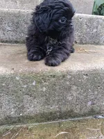 Ebony , a male Shih Tzu for sale in Wartrace, TN – 2 of 6