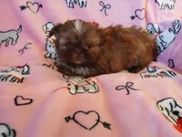 Teddy Bear, a male Shih Tzu for sale in Wartrace, TN – Photo 2 of 6