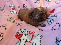 Teddy Bear, a male Shih Tzu for sale in Wartrace, TN – Photo 4 of 6