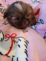 Teddy Bear, a male Shih Tzu for sale in Wartrace, TN – Photo 1 of 6