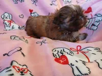 Teddy Bear, a male Shih Tzu for sale in Wartrace, TN – Photo 6 of 6