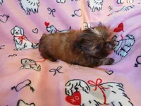 Teddy Bear, a male Shih Tzu for sale in Wartrace, TN – Photo 3 of 6