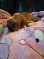 Toffee , a female Shih Tzu for sale in Wartrace, TN – 4 of 6