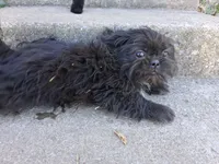 Milo, a male Pug and Shih Tzu for sale in Wartrace, TN – 3 of 4