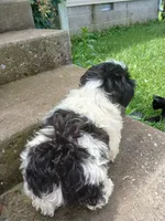 Panda Bear , a male Shih Tzu for sale in Wartrace, TN – 5 of 7