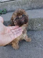 Toffee , a female Shih Tzu for sale in Wartrace, TN – 5 of 6