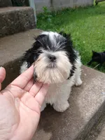 Panda Bear, a male Shih Tzu for sale in Wartrace, TN – 1 of 5