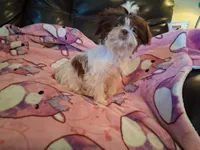 Daisy , a female Shih Tzu for sale in Wartrace, TN – 1 of 4