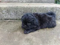 Ebony , a male Shih Tzu for sale in Wartrace, TN – 3 of 6